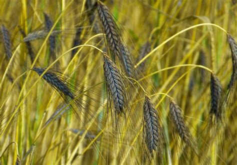 Coltivazione del farro in un campo