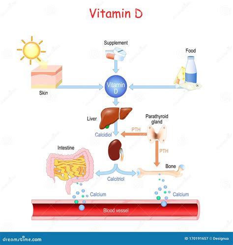 Schema del metabolismo della vitamina D