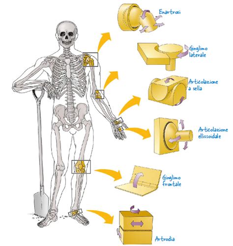 Schema delle articolazioni umane