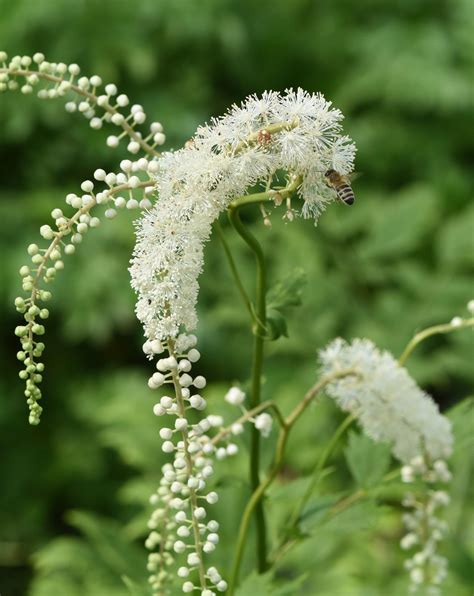 Pianta di Cimicifuga
