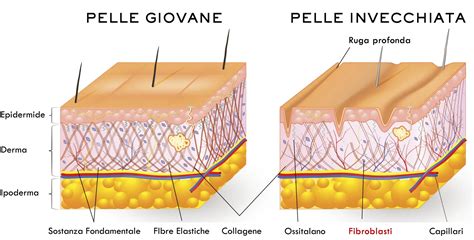 Grafico che mostra l'aumento dell'elasticità della pelle con l'uso di FitLine Beauty