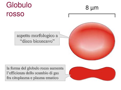 Schema che illustra la struttura di un globulo rosso e la posizione degli acidi grassi nelle membrane