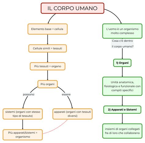 Schema dell'equilibrio acido-base nel corpo umano