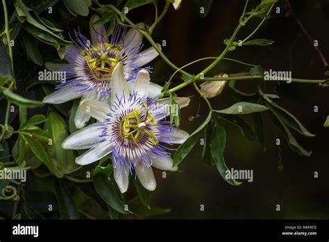 Fiori di Passiflora incarnata