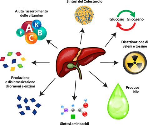 Schema del fegato e delle sue funzioni