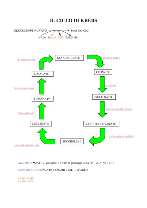 Diagramma del ciclo di Krebs e produzione di energia