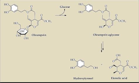 Grafico che illustra la diminuzione di oleuropeina e l'aumento di idrossitirosolo durante la salamoia
