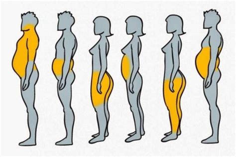 Rappresentazione dei diversi tipi di grasso corporeo