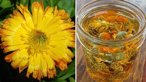 Fiori di Calendula e Iperico