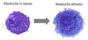 Schema dell'intestino con mastociti e PEA