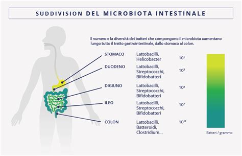 Diagramma che illustra la composizione del microbiota intestinale e il ruolo dei probiotici