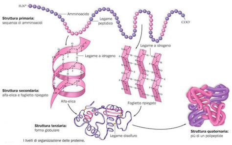 Struttura molecolare delle proteine