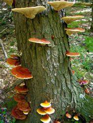 Corpo fruttifero del fungo Reishi su tronco d'albero