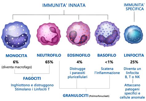 Schema del sistema immunitario e delle cellule NK