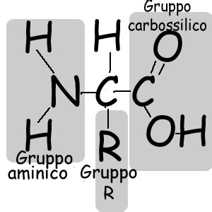Schema della struttura di un aminoacido