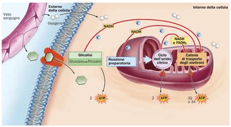 Schema del mitocondrio e ruolo della carnitina nel trasporto dei grassi