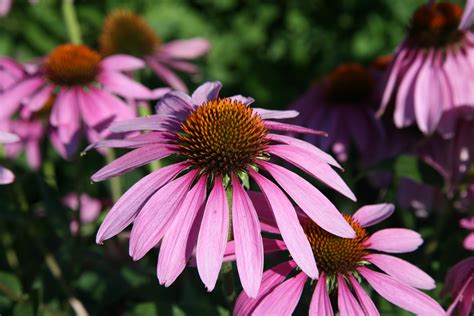 Echinacea purpurea in fiore