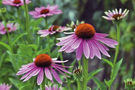 Schema di coltivazione dell'Echinacea