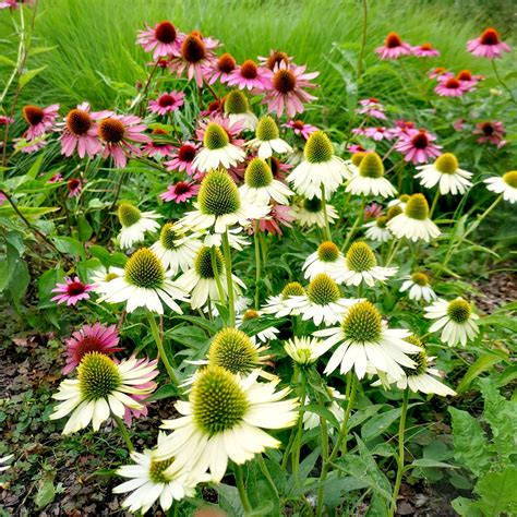 Varietà di Echinacea con fiori colorati