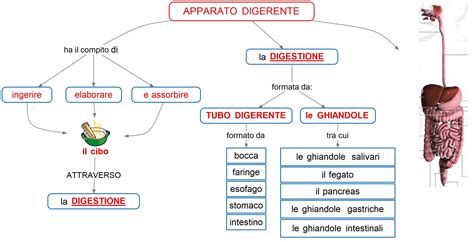 Schema sull'azione sinergica di Senna, Malva e Cannella sull'intestino