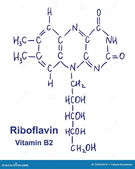 Ciclo della Riboflavina