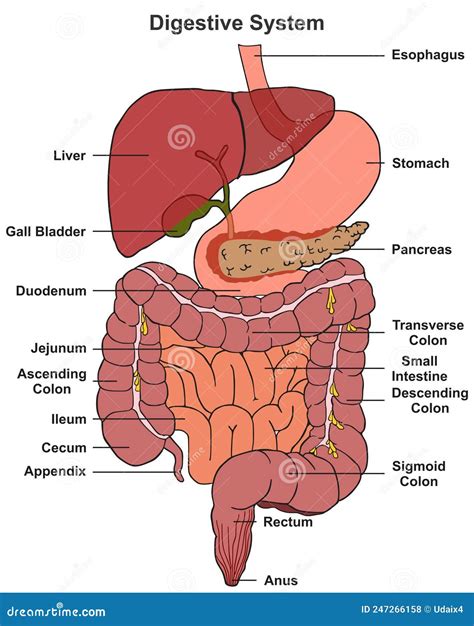 Schema del tratto digestivo umano con evidenziati i punti di azione del carbone vegetale