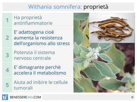 Schema dei principi attivi della Withania somnifera