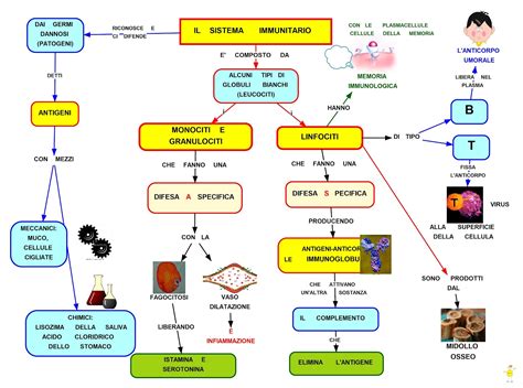 Schema dei meccanismi d'azione dei polisaccaridi dei funghi medicinali sul sistema immunitario