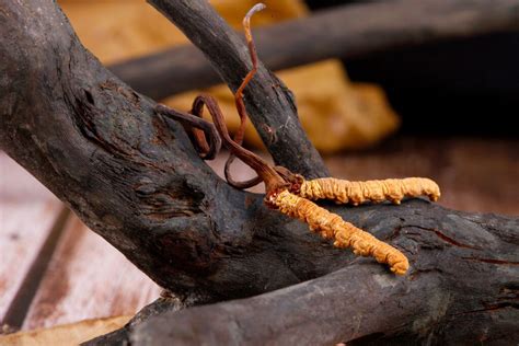 Immagine del fungo Cordyceps sinensis nel suo habitat naturale