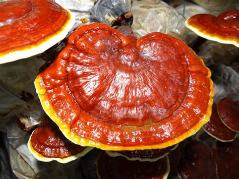 Immagine del fungo Reishi (Ganoderma lucidum)