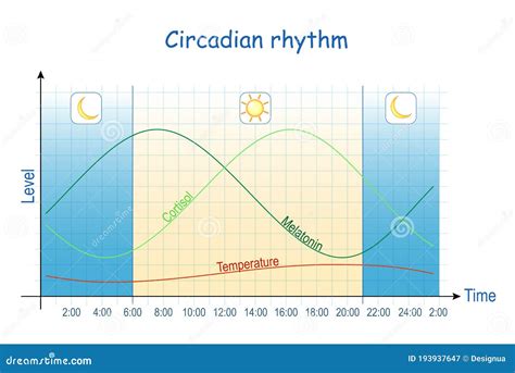 Schema del ritmo circadiano della melatonina