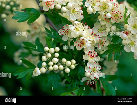 Fiore di Biancospino