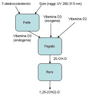 Sintesi della Vitamina D nella pelle tramite raggi solari