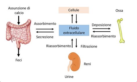 Schema sull'assorbimento del calcio e il ruolo della Vitamina D