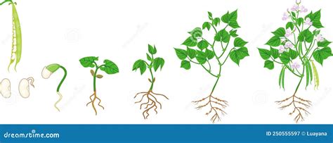 Schema di crescita e fioritura dell'Echinacea
