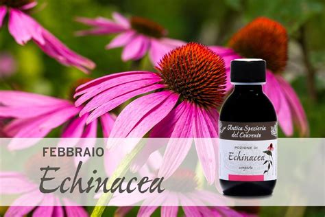 Infografica sulle proprietà medicinali dell'Echinacea
