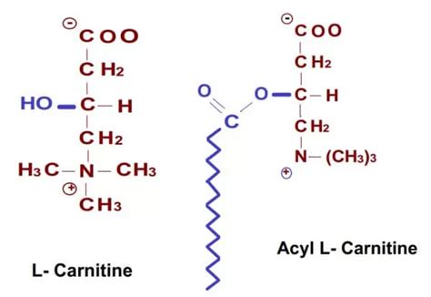 Struttura molecolare dell'Acetil L-Carnitina