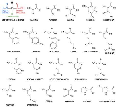 Schema delle funzioni principali degli amminoacidi