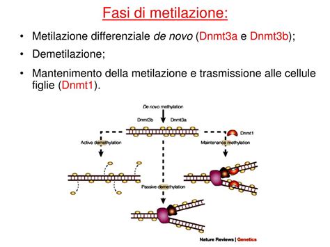 Diagramma del ciclo della metilazione