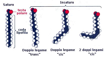 Grafico che mostra l'aumento dell'ossidazione degli acidi grassi con l'integrazione di L-carnitina