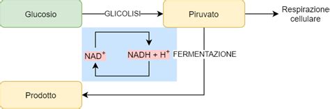 Schema dei processi metabolici che coinvolgono la carnitina