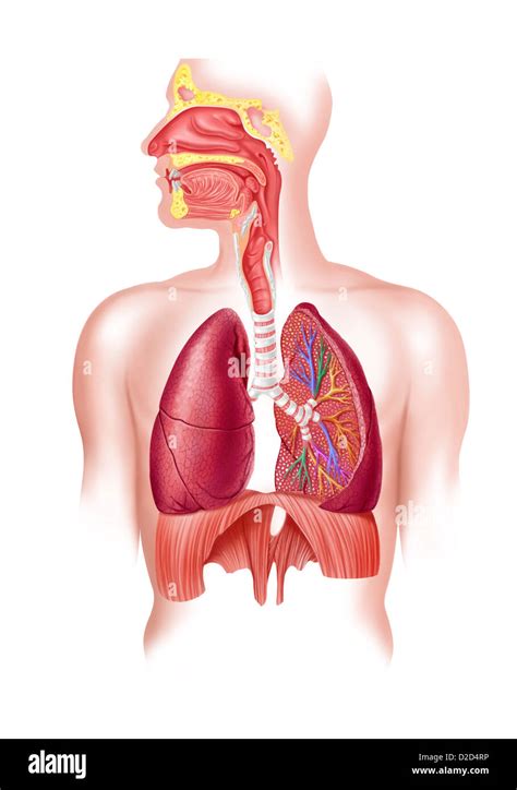 Illustrazione del sistema respiratorio