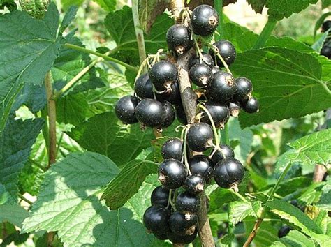 Pianta di Ribes nigrum con frutti