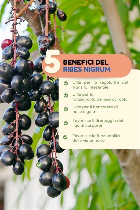 Schema dei benefici del Ribes nigrum per la circolazione