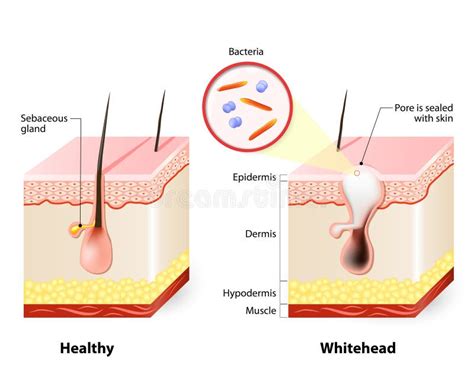 Illustrazione di pelle sana e capelli forti