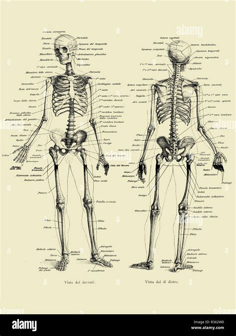 Struttura ossea umana