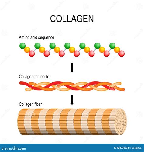 Diagramma molecolare del collagene