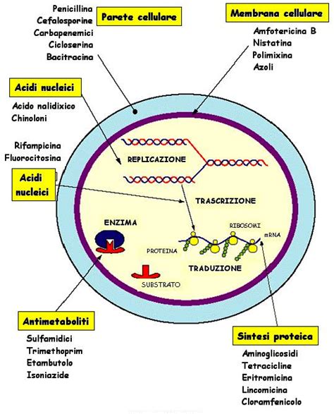 Schema dei meccanismi d'azione della niacinamide sulla pelle