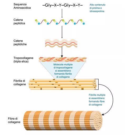 Schema della struttura del tropocollagene e la sua aggregazione in fibrille e fibre di collagene