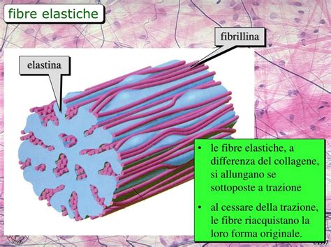 Micrografia elettronica di fibre elastiche mostrando elastina e fibrillina